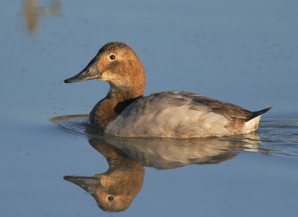 Canvasback, female, 12/19/06, Palo Alto Baylands