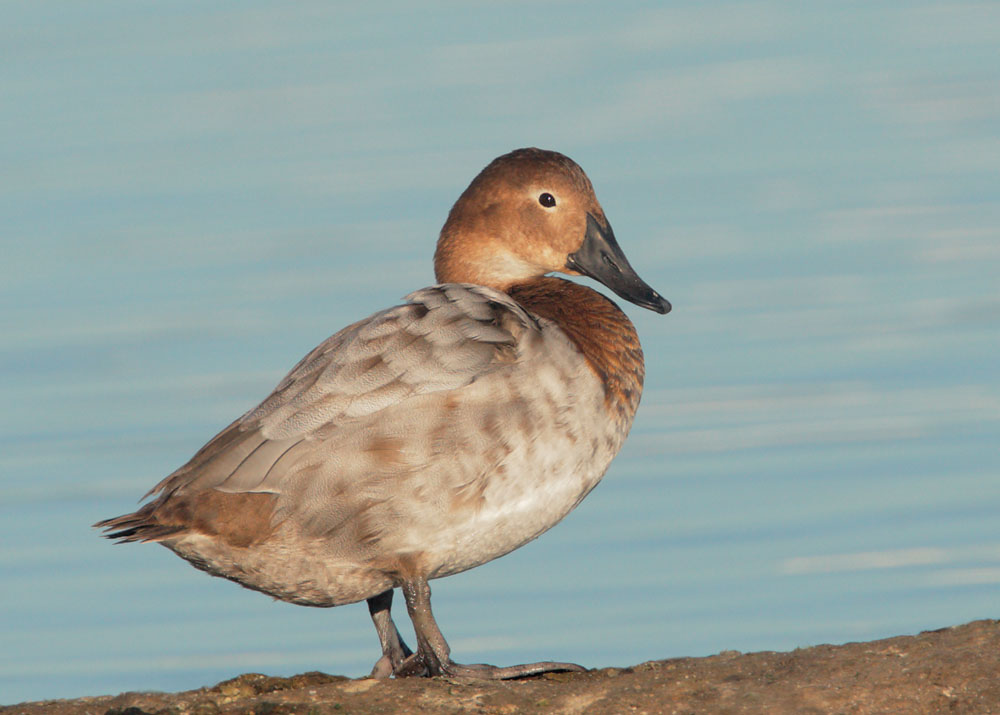 Canvasback, female, 2/1/09, Radio Road, Redwood Shores, San Mateo Co