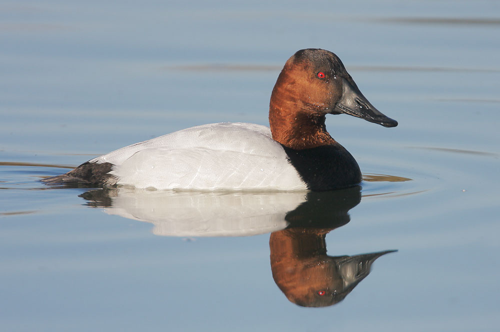 Canvasback, male, 2/9/08, Shoreline Lake, Mountain View
