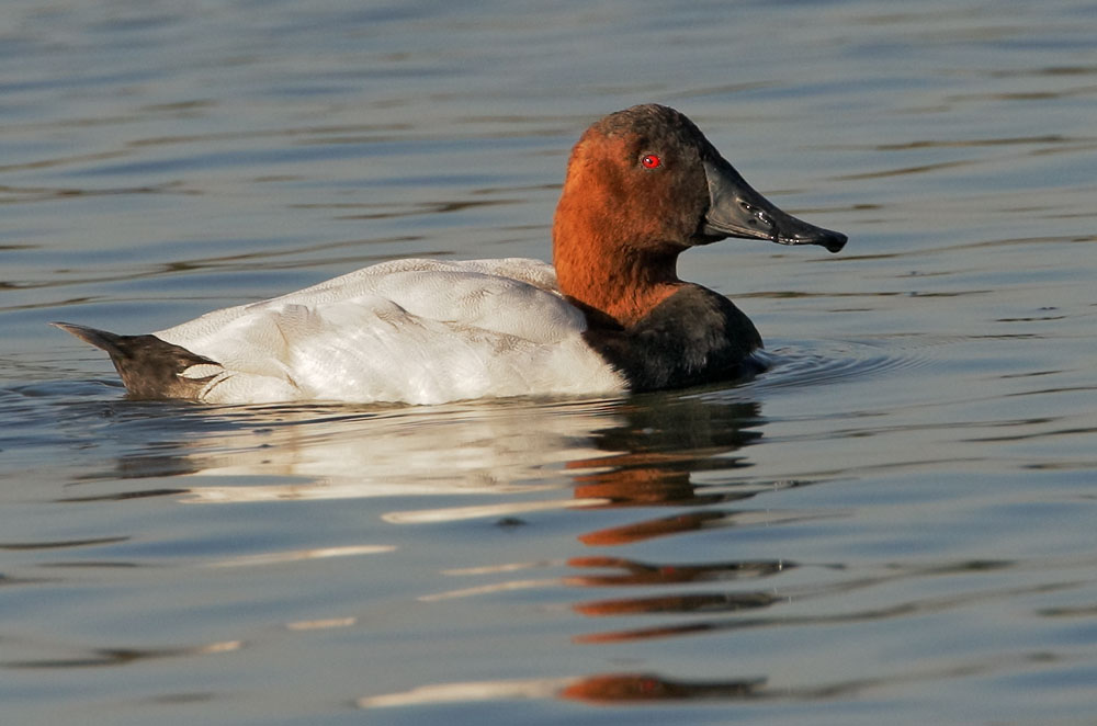 Canvasback, male, 11/18/08, Shoreline Lake, Mountain View