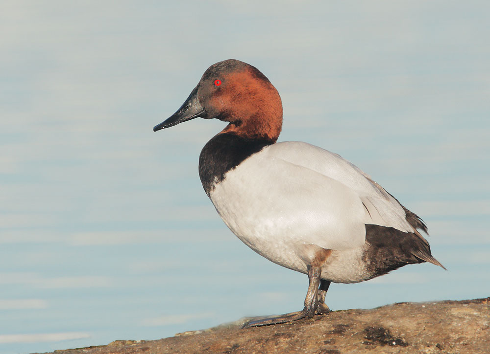 Canvasback, male, 2/1/08, Radio Road, Redwood Shores, San Mateo Co