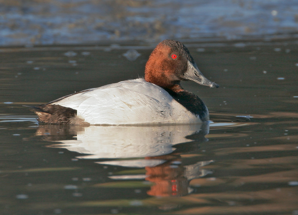 Canvasback, male, 3/2/07, Palo Alto Baylands