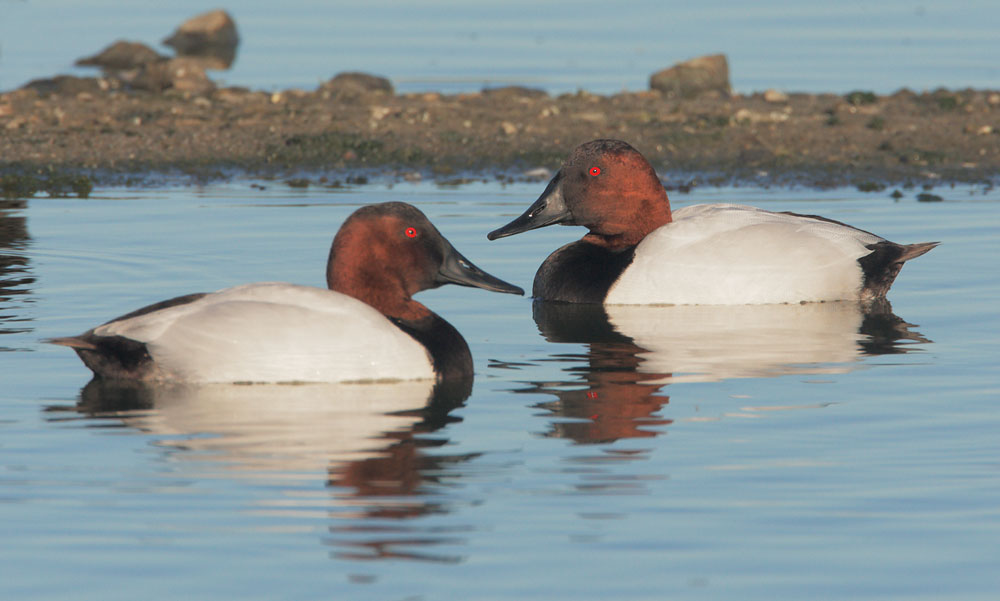 Canvasbacks, male, 2/1/09, Radio Road, Redwood Shores, San Mateo Co