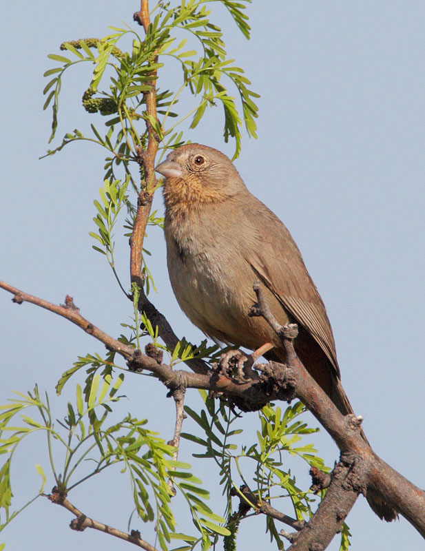 Canyon Towhee