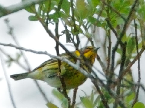 Cape May Warbler