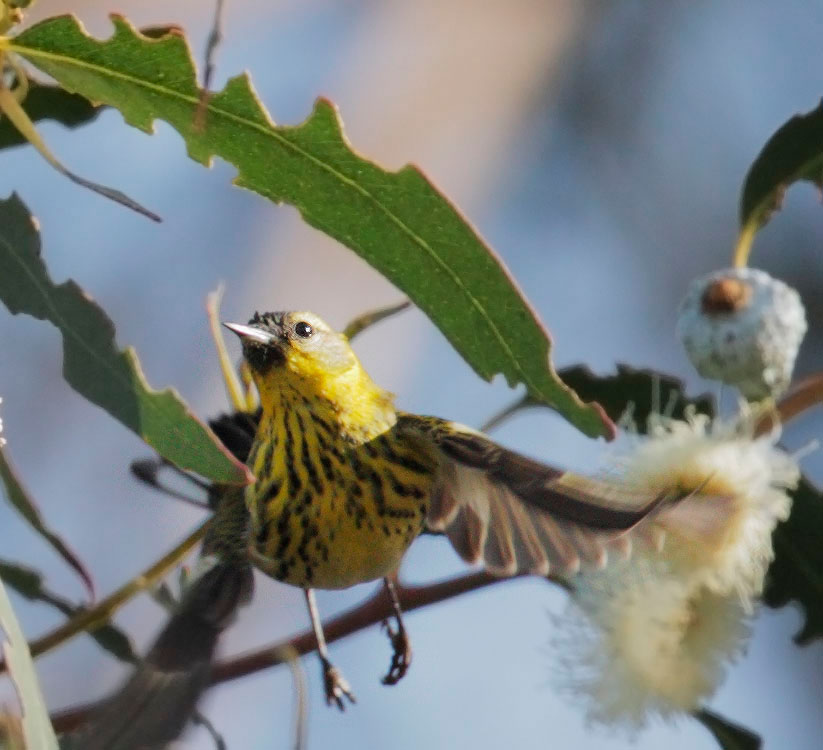 Cape May Warbler