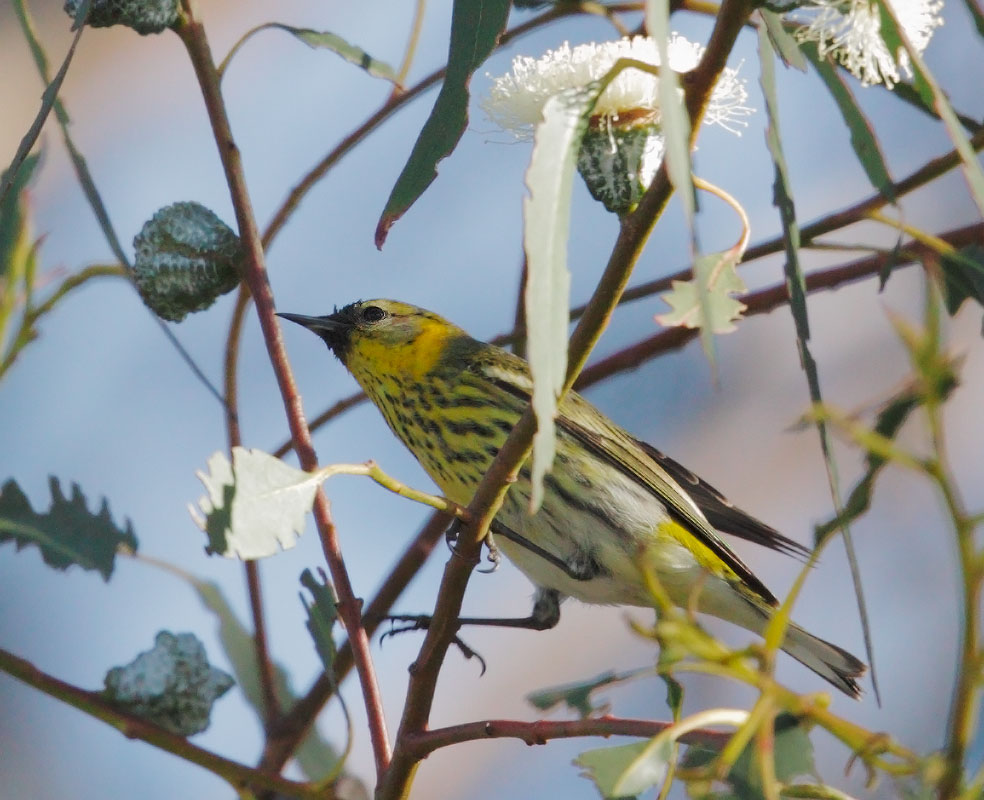 Cape May Warbler