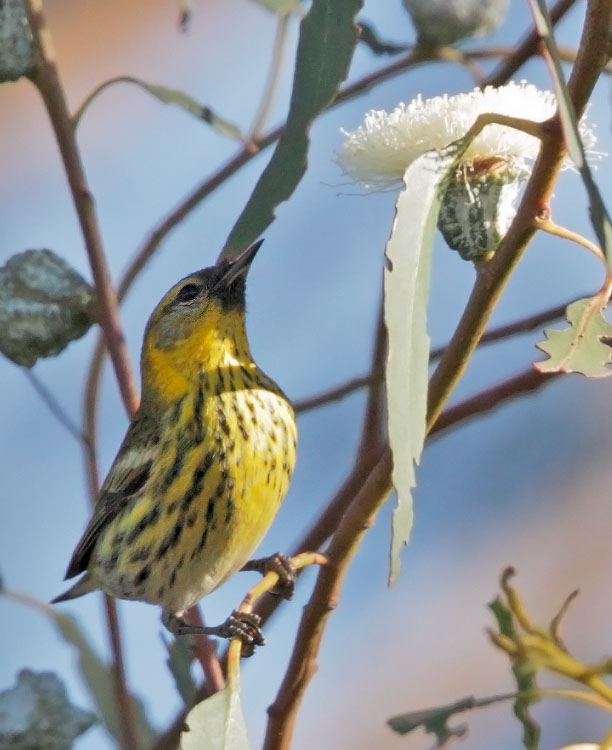 Cape May Warbler