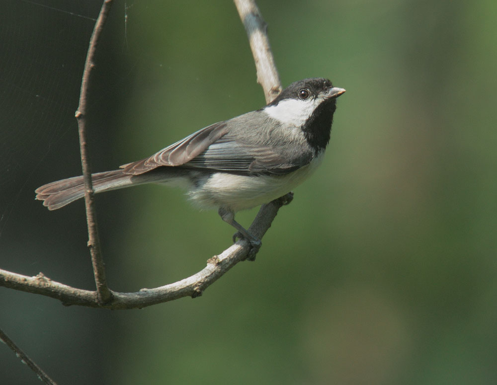 Carolina Chickadee