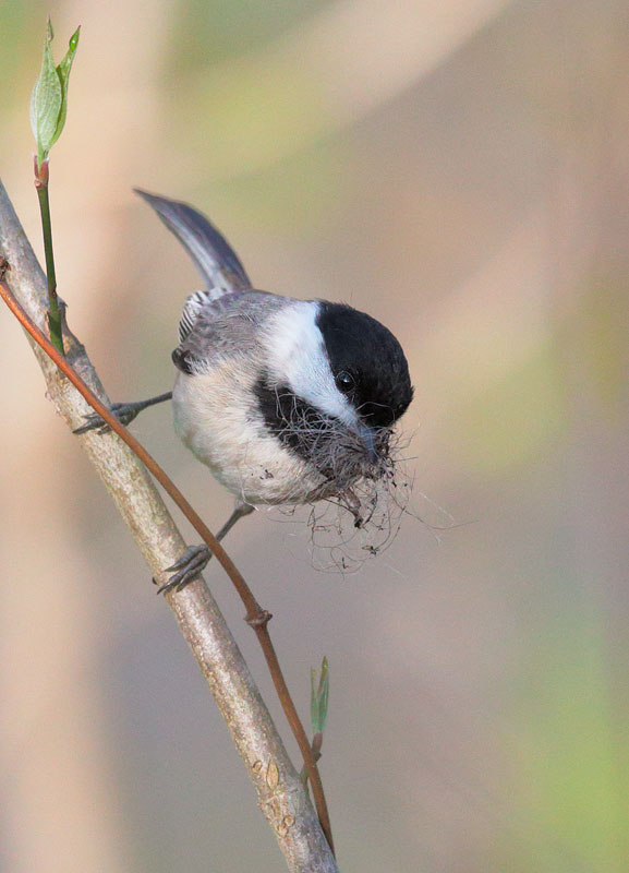 Carolina Chickadee