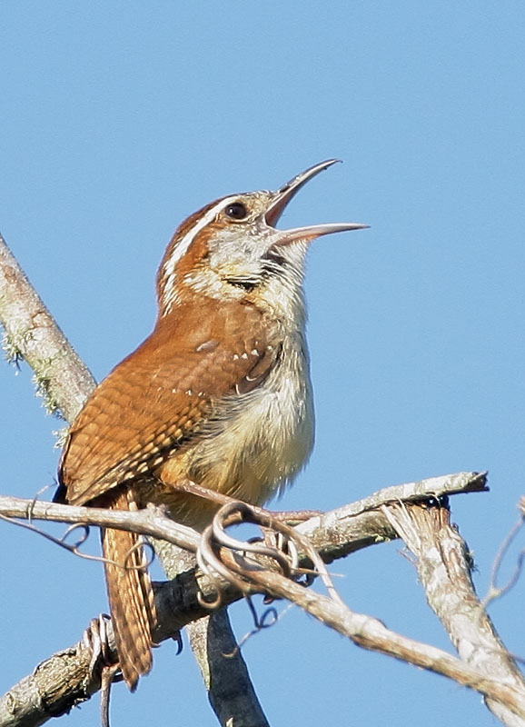 Carolina Wren