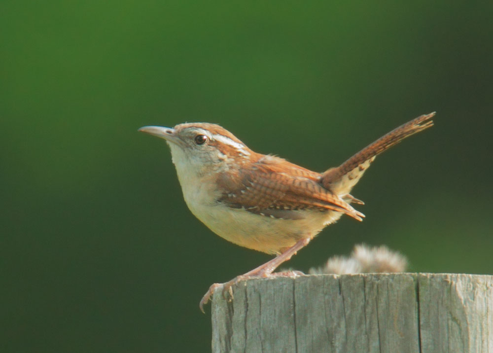 Carolina Wren