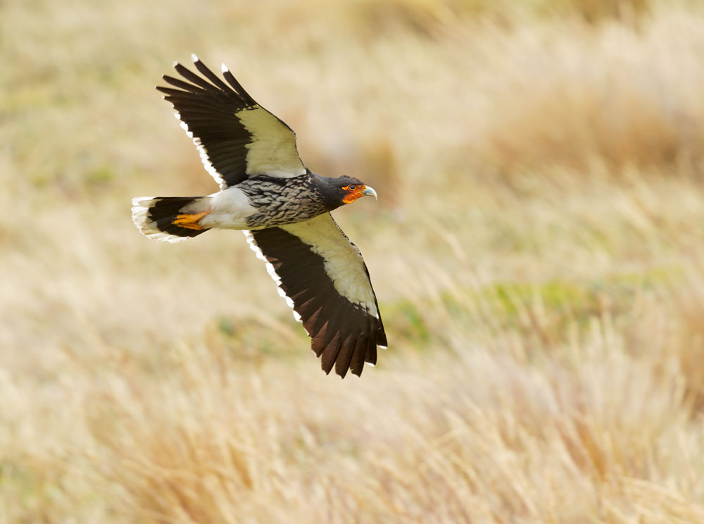 Carunculated Caracara