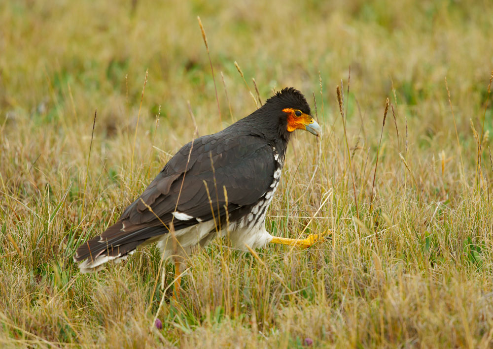 Carunculated Caracara