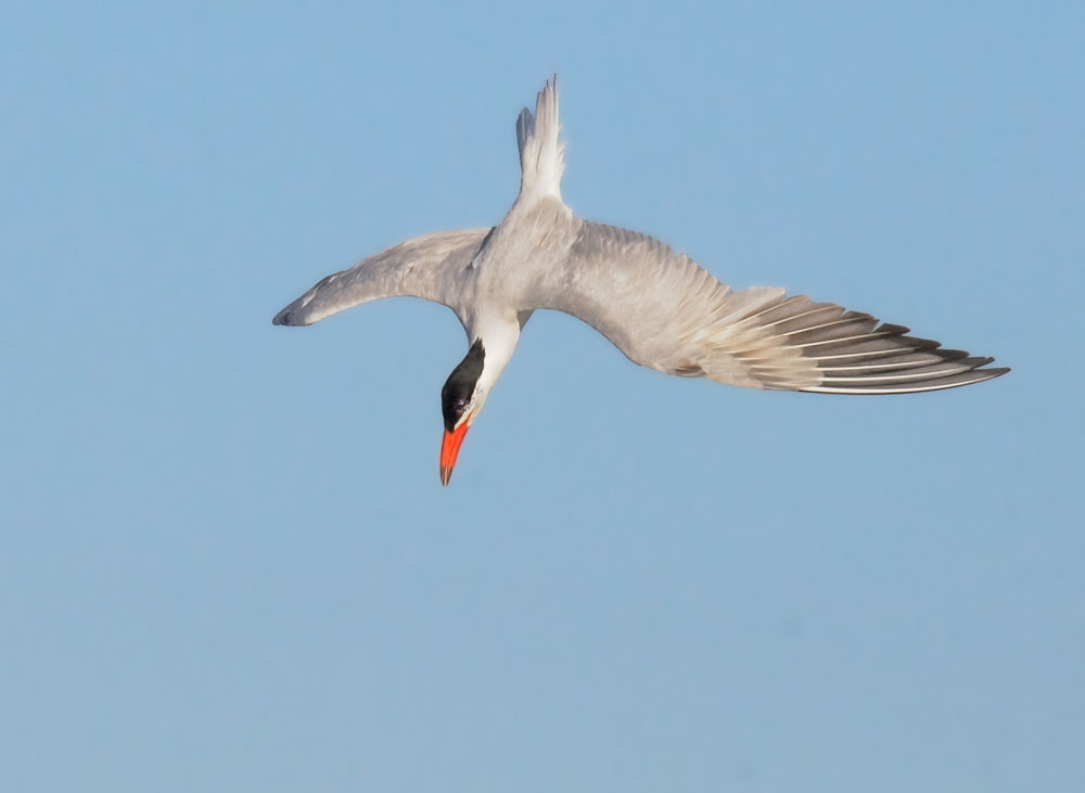 Caspian Tern, diving for fish, 8/29/08, Shoreline Lake, Mountain View