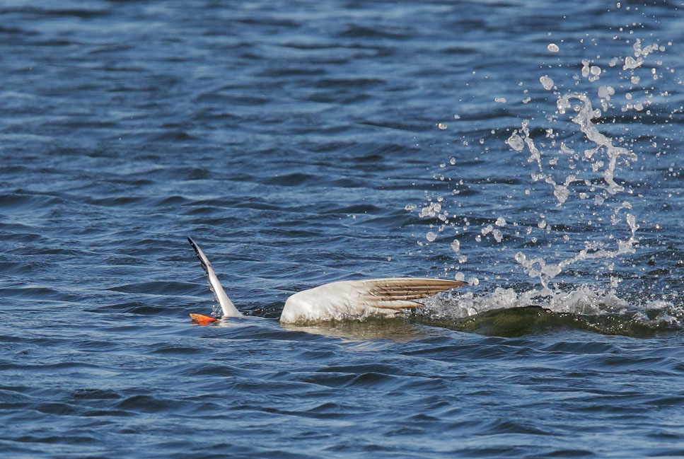 Caspian Tern, fishing, 8/29/08, Shoreline Lake, Mountain View