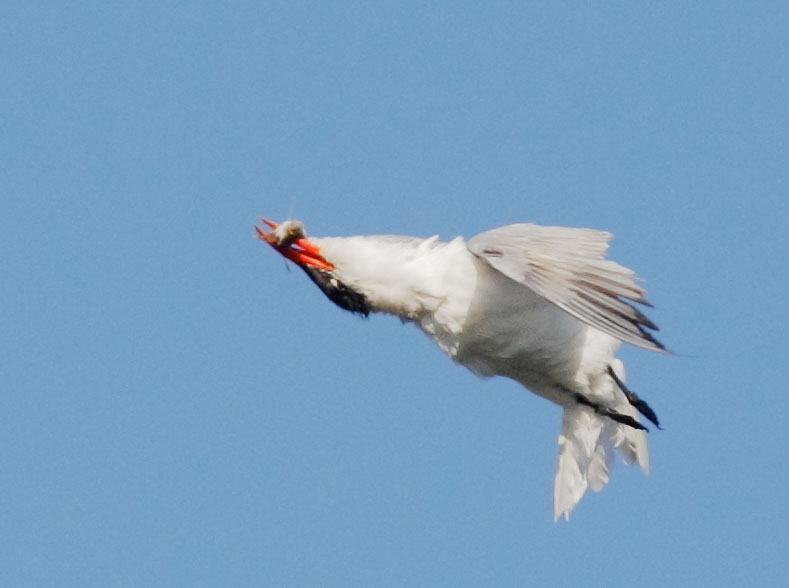 Caspian Term, facing skyward, 8/29/08, Shoreline Lake, Mountain View