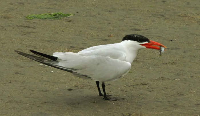 Caspian Tern, adult breeding, 8/2/04, Moss Landing Harbor, Monterey Co