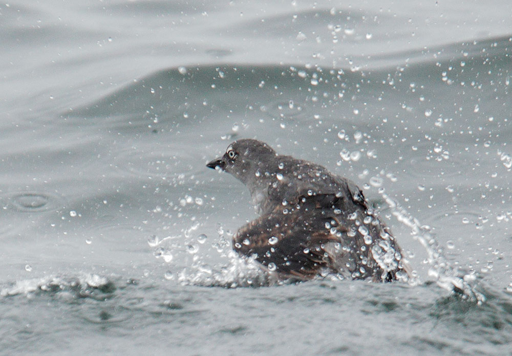 Cassin's Auklet