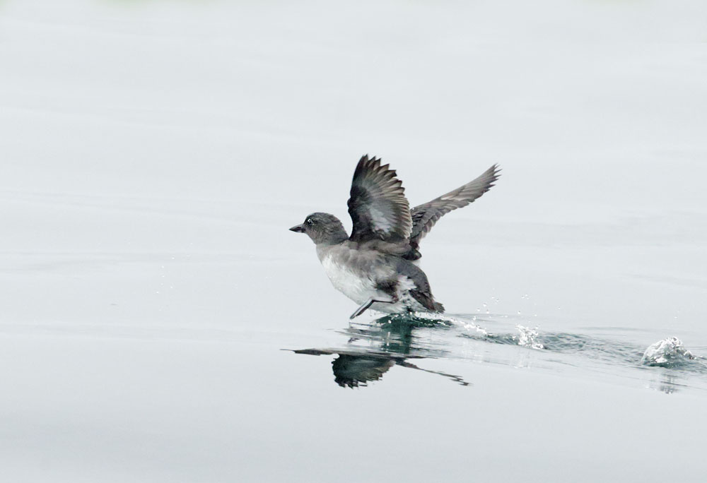 Cassin's Auklet