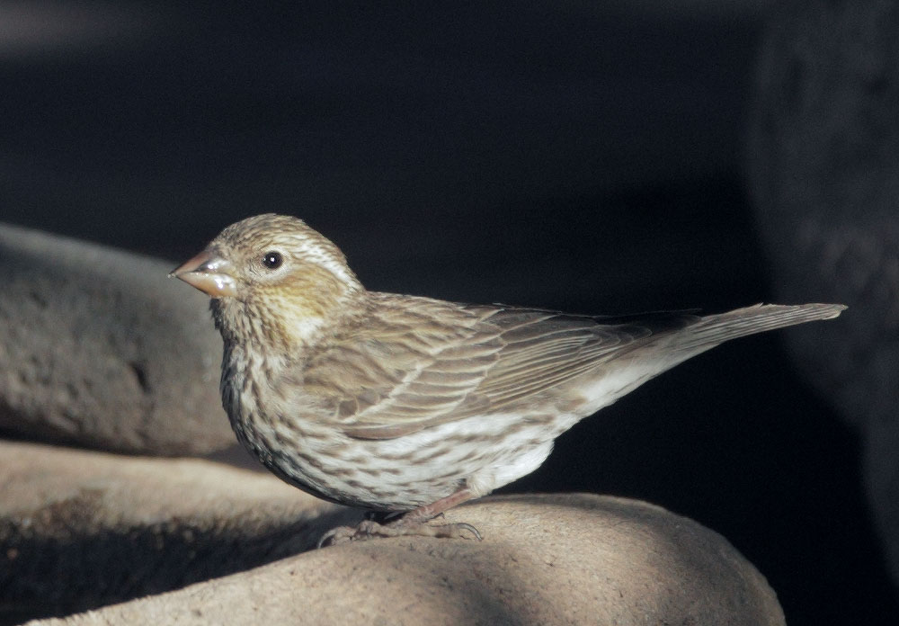 Cassin's Finch