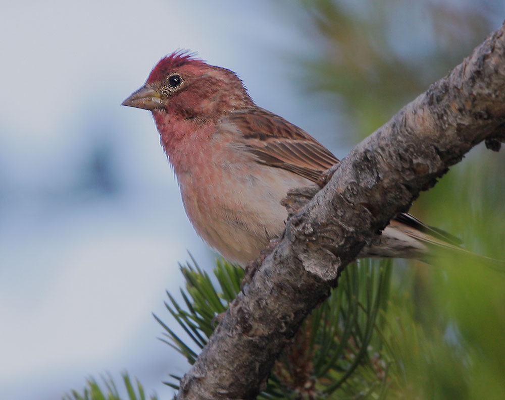 Cassin's Finch