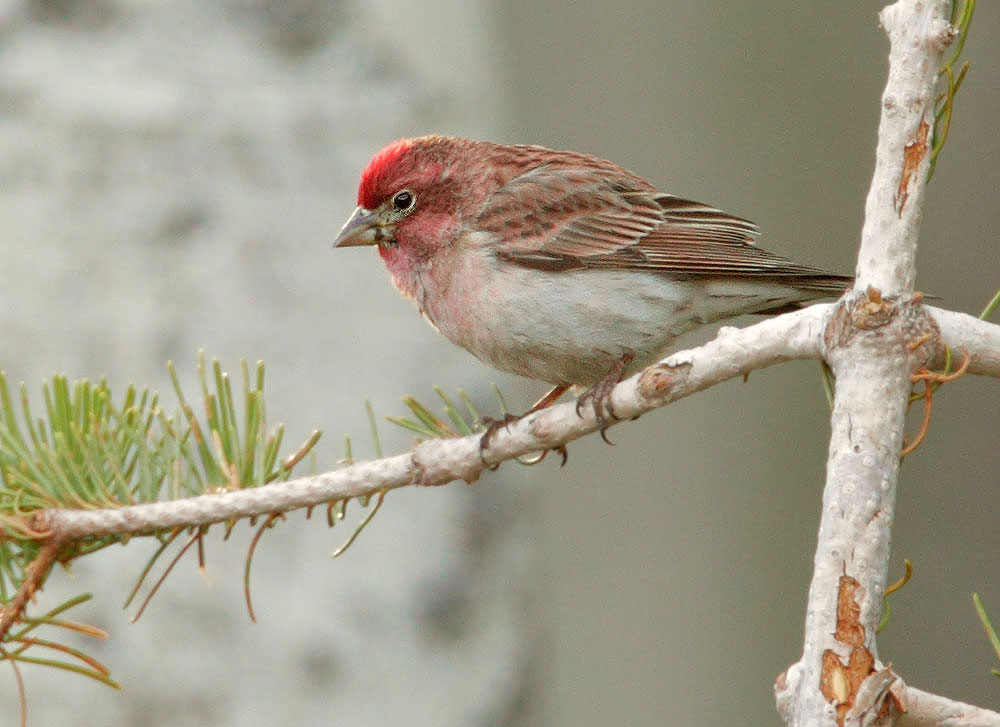Cassin's Finch