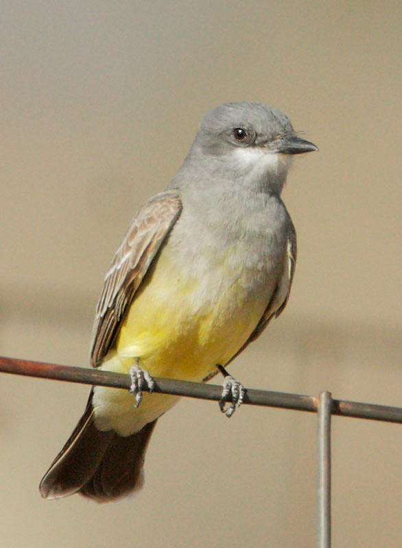 Cassin's Kingbird