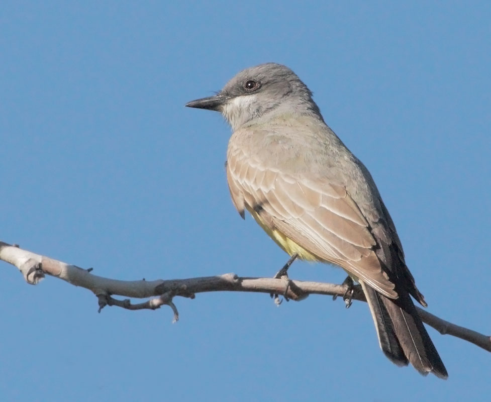 Cassin's Kingbird