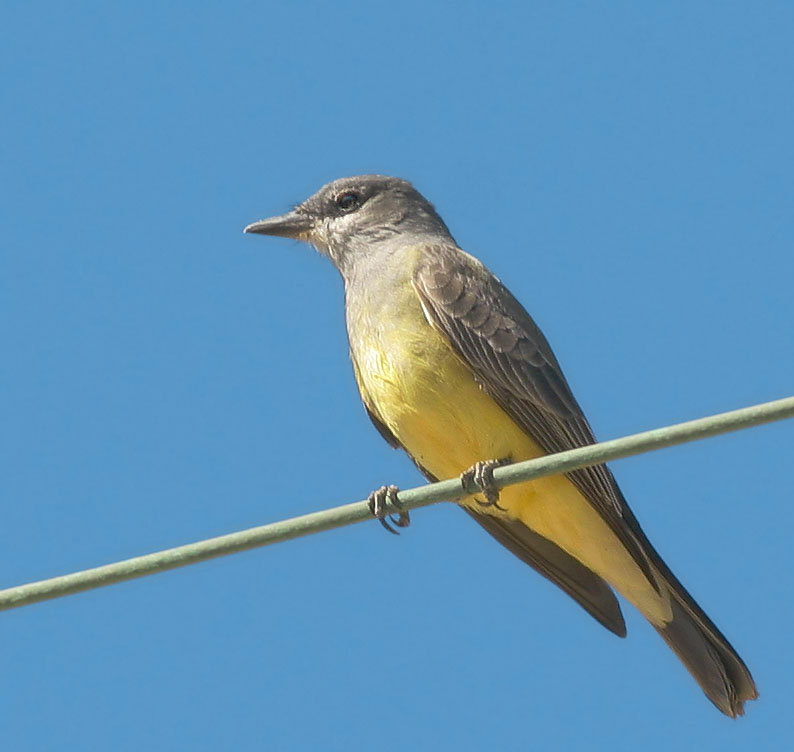 Cassin's Kingbird