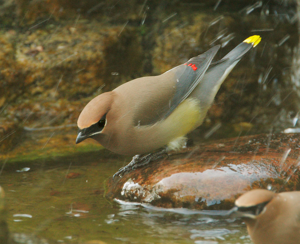 Cedar Waxwing