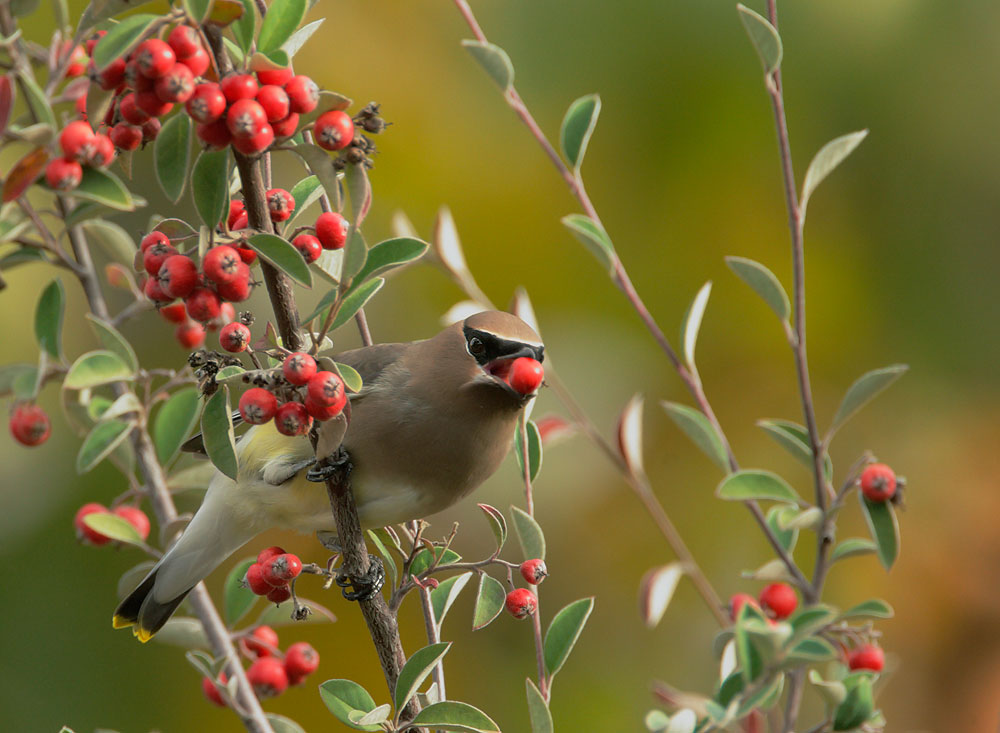 Cedar Waxwing