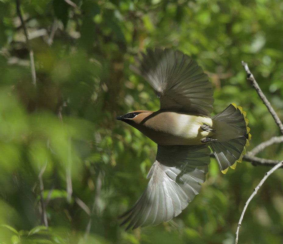 Cedar Waxwing