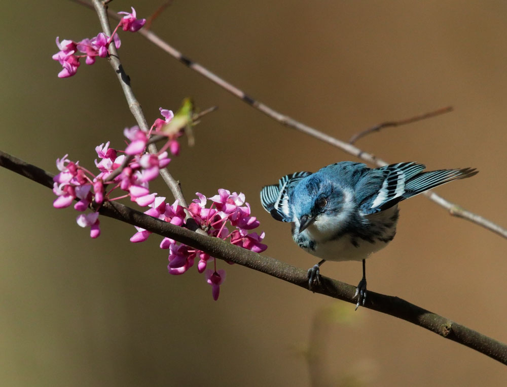 Cerulean Warbler