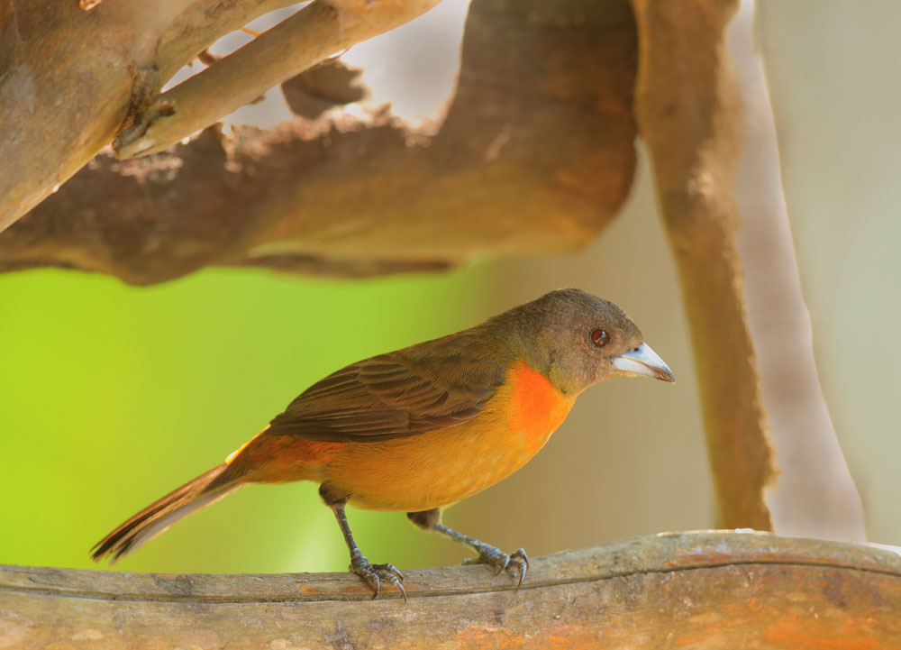 Cherrie's Tanager