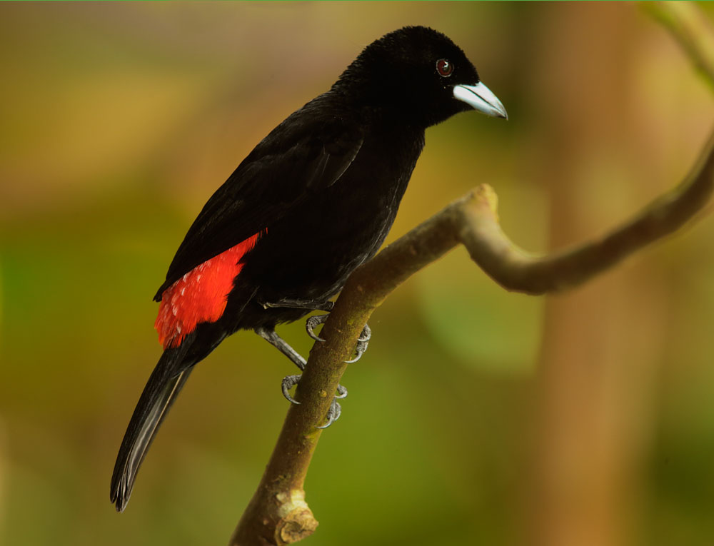Cherrie's Tanager