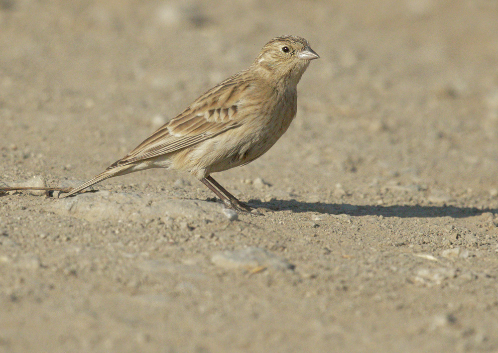 Chestnut-collared Longspur