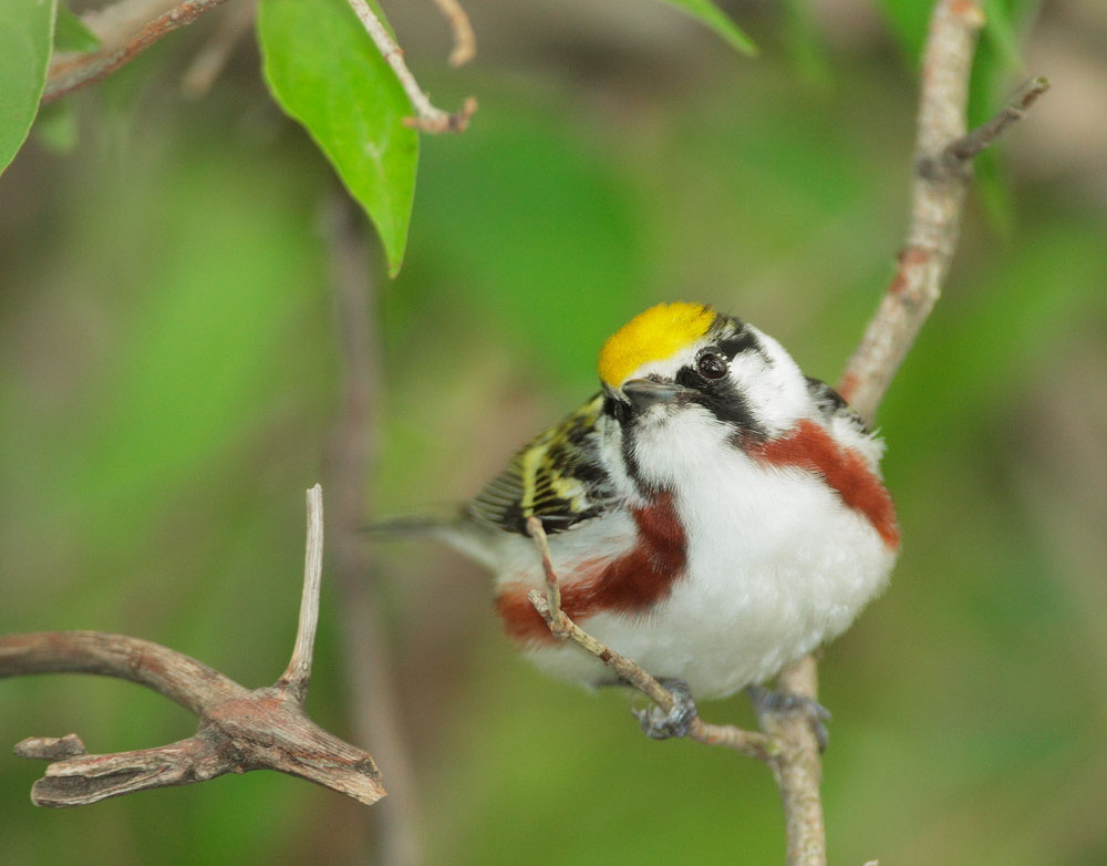 Chestnut-sided Warbler