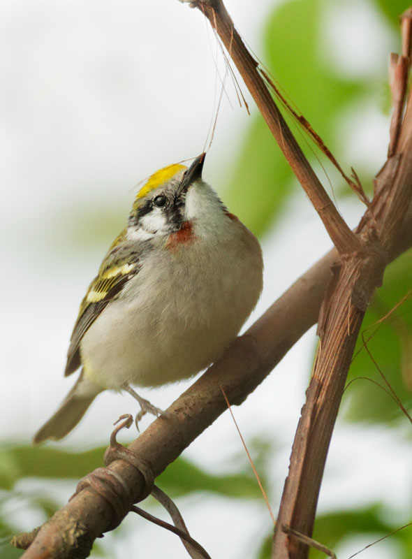Chestnut-sided Warbler