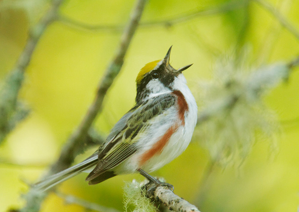 Chestnut-sided Warbler