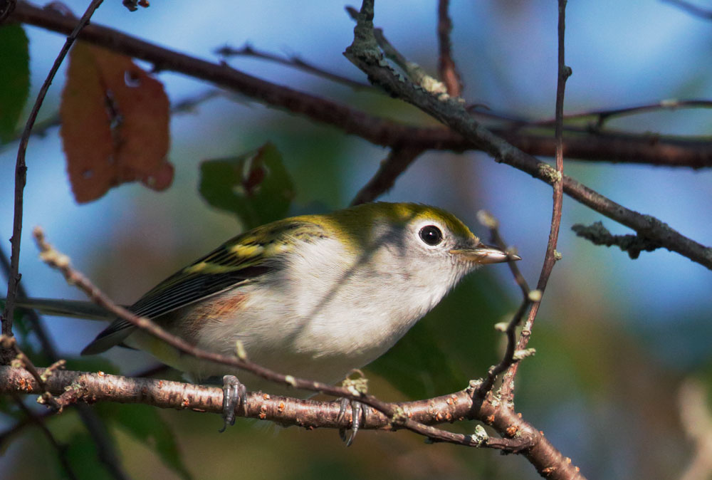 Chestnut-sided Warbler