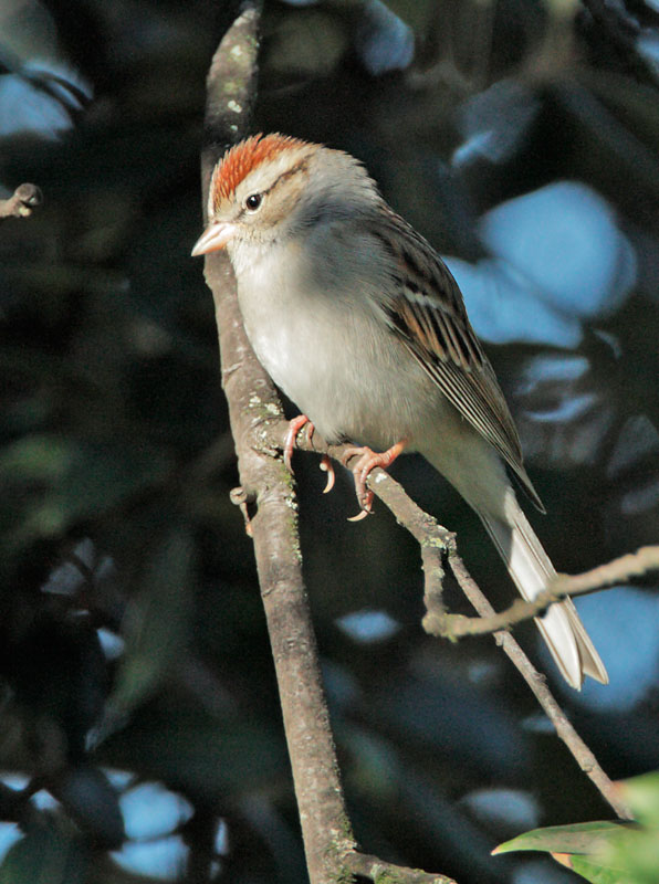 Chipping Sparrow