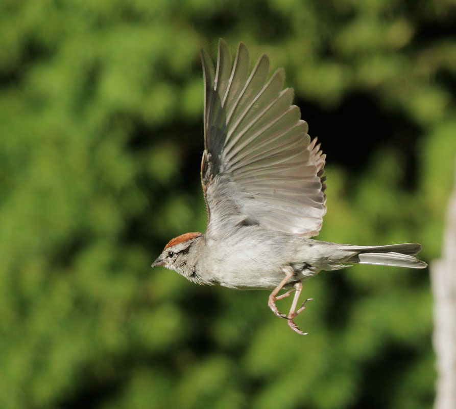 Chipping Sparrow