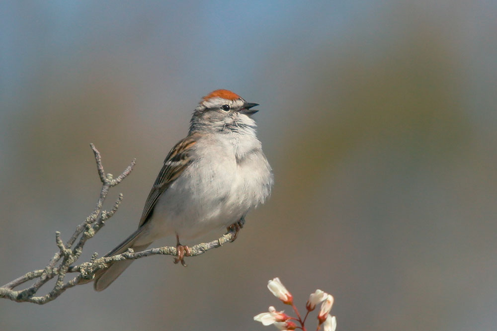 Chipping Sparrow