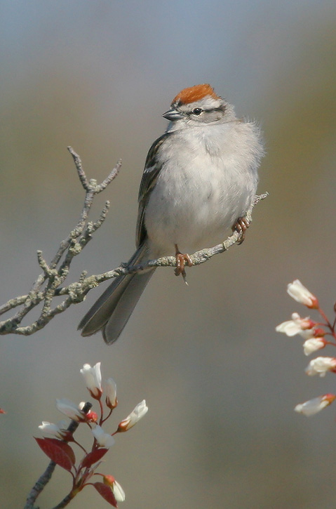Chipping Sparrow