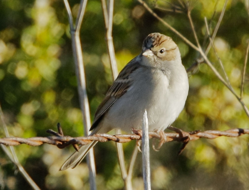 Chipping Sparrow