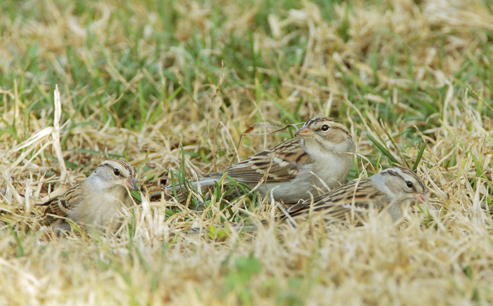 Chipping Sparrows