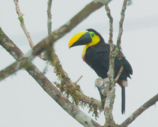 Choco Toucan