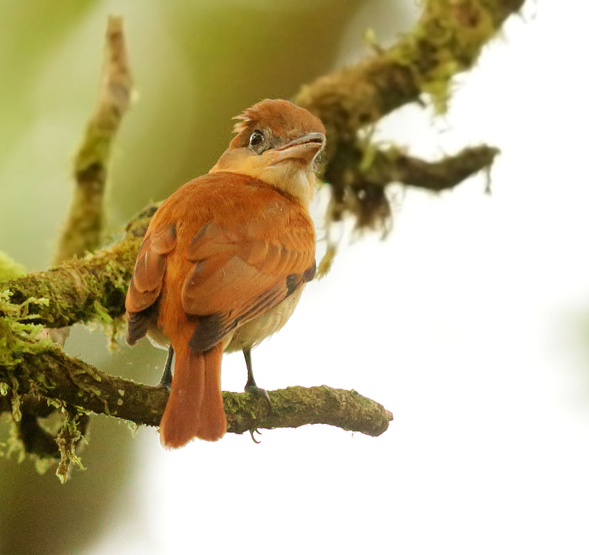 Cinnamon Becard