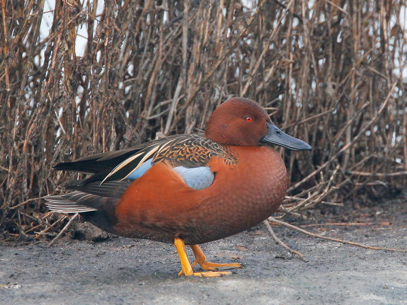 Cinnamon Teal